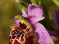 Ophrys linearis 3, Saxifraga-Hans Dekker